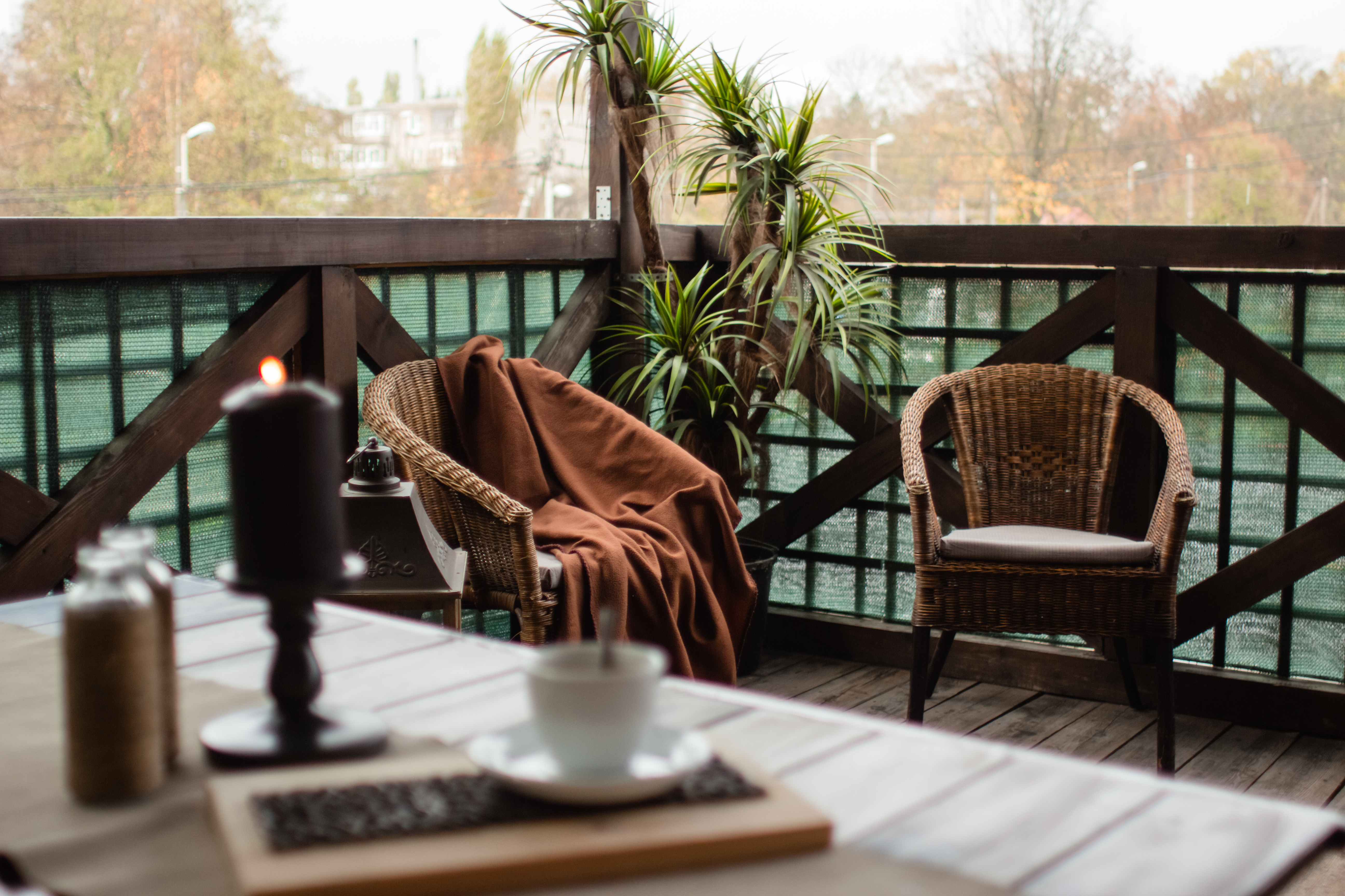 Фото Калина