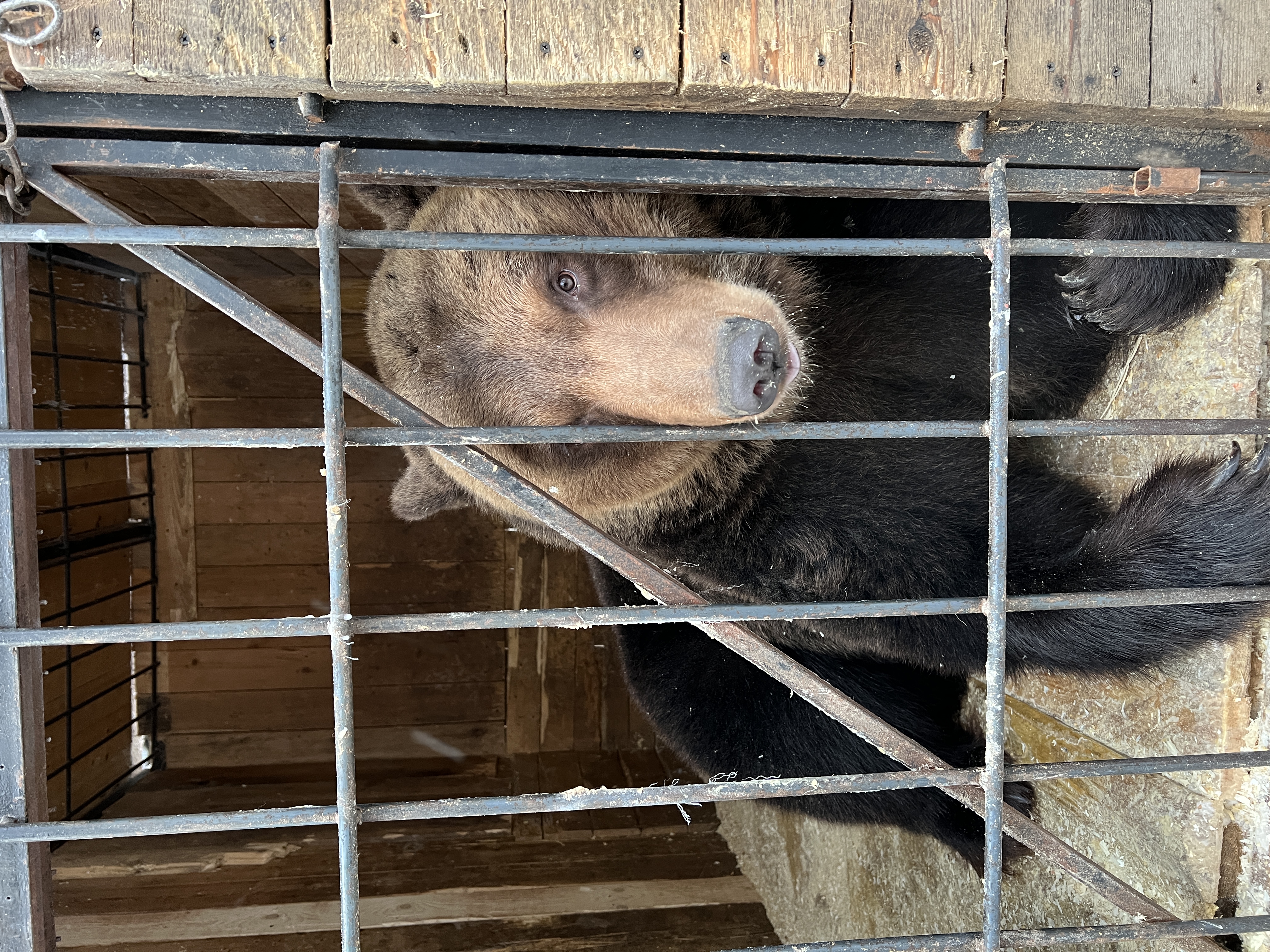 Фото Aldi Karelia