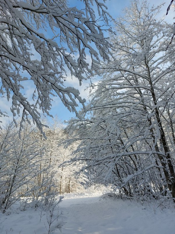 Фото Scandi-naki