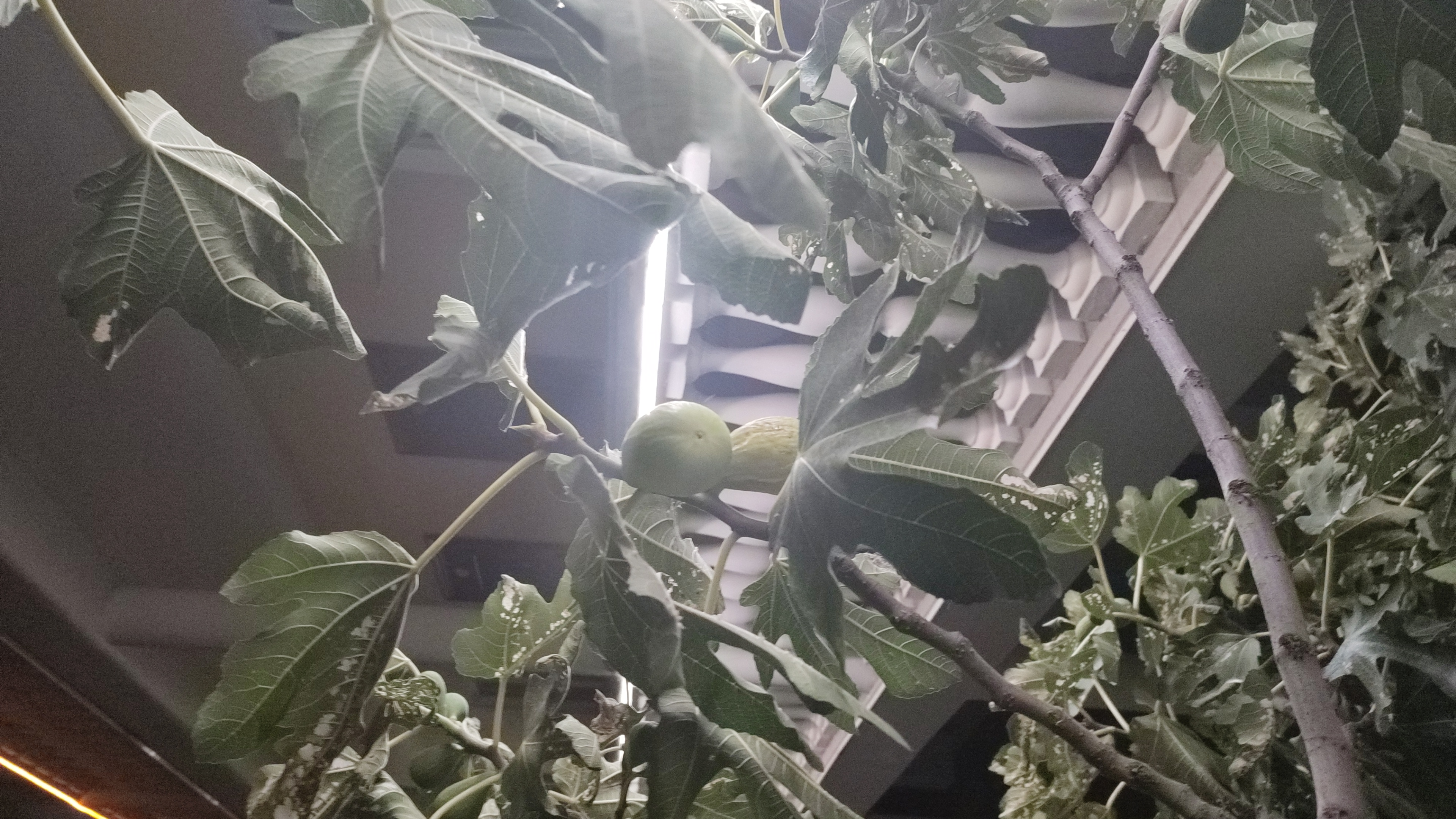 Фото У Чижика