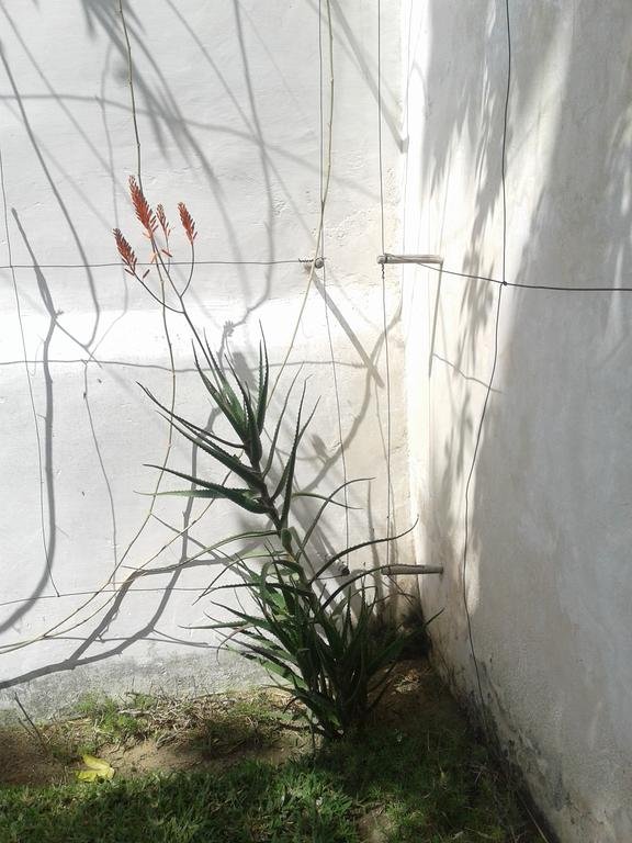 Фото Jardim dos Aloés - Unique B&b