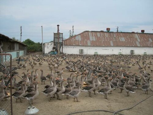 Hayvancılık Zhivaya ptitsa, Kurskaya oblastı, foto