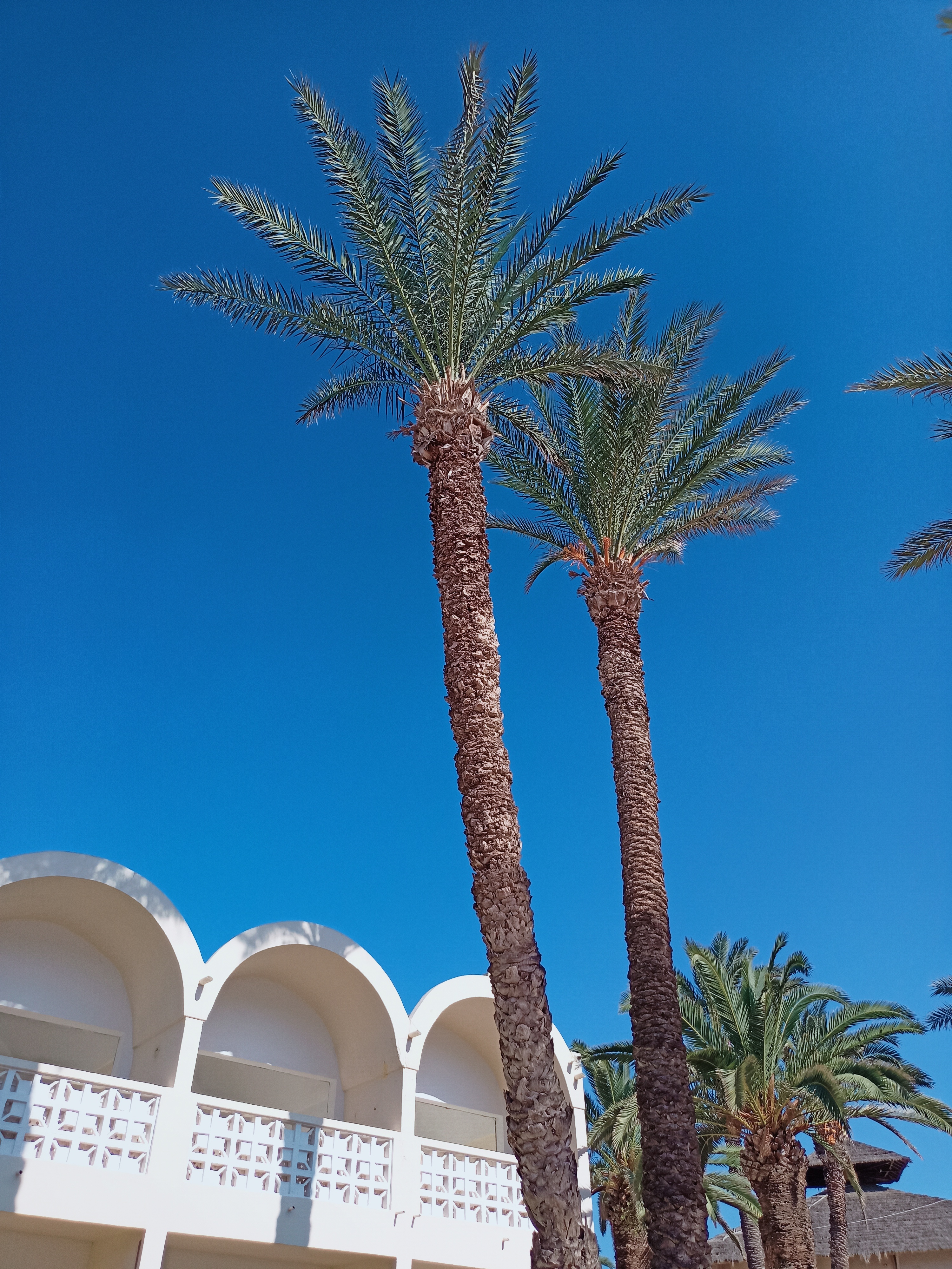 Фото Marhaba Club