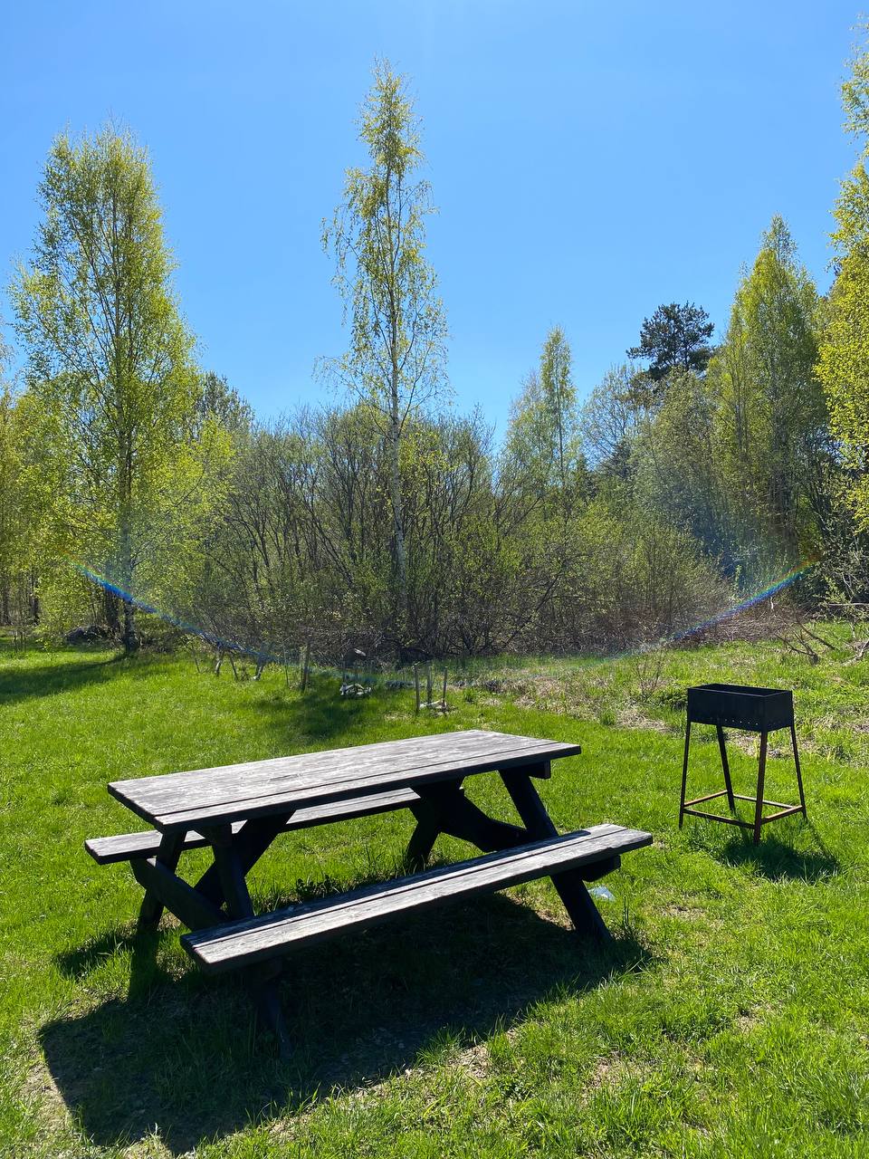 Фото Березки