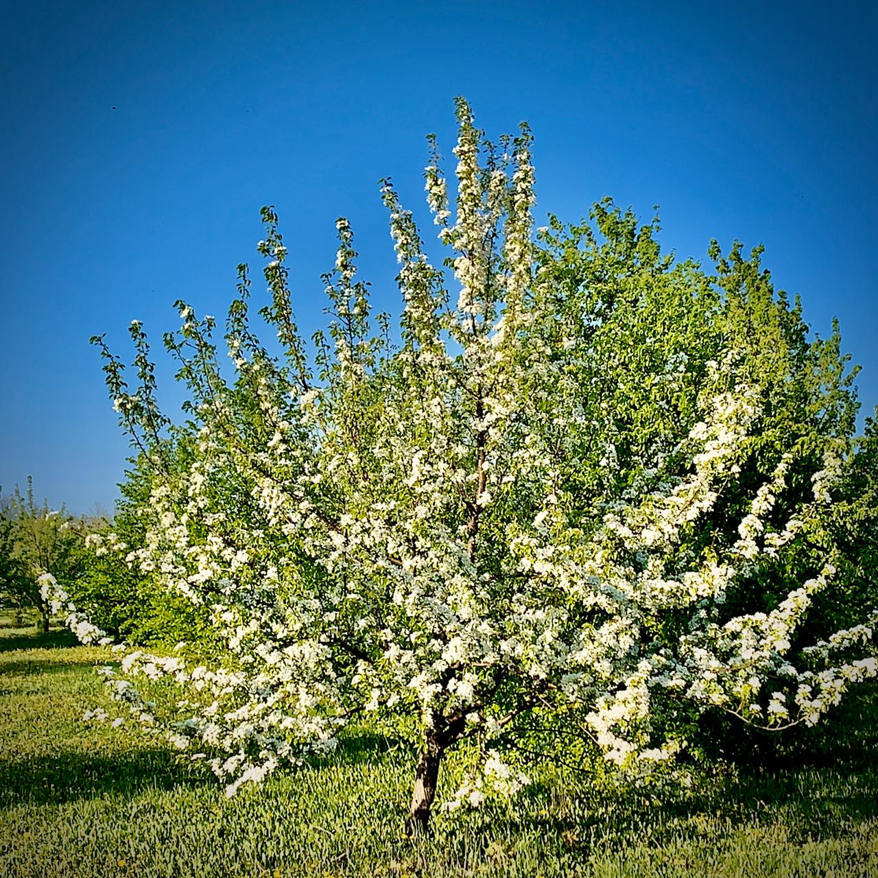 Фото Кленовая роща