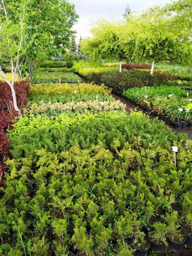 Fidan yetiştiriciliği Pitomnik dekorativnykh rasteny Fiton, Saratovskaya oblastı, foto