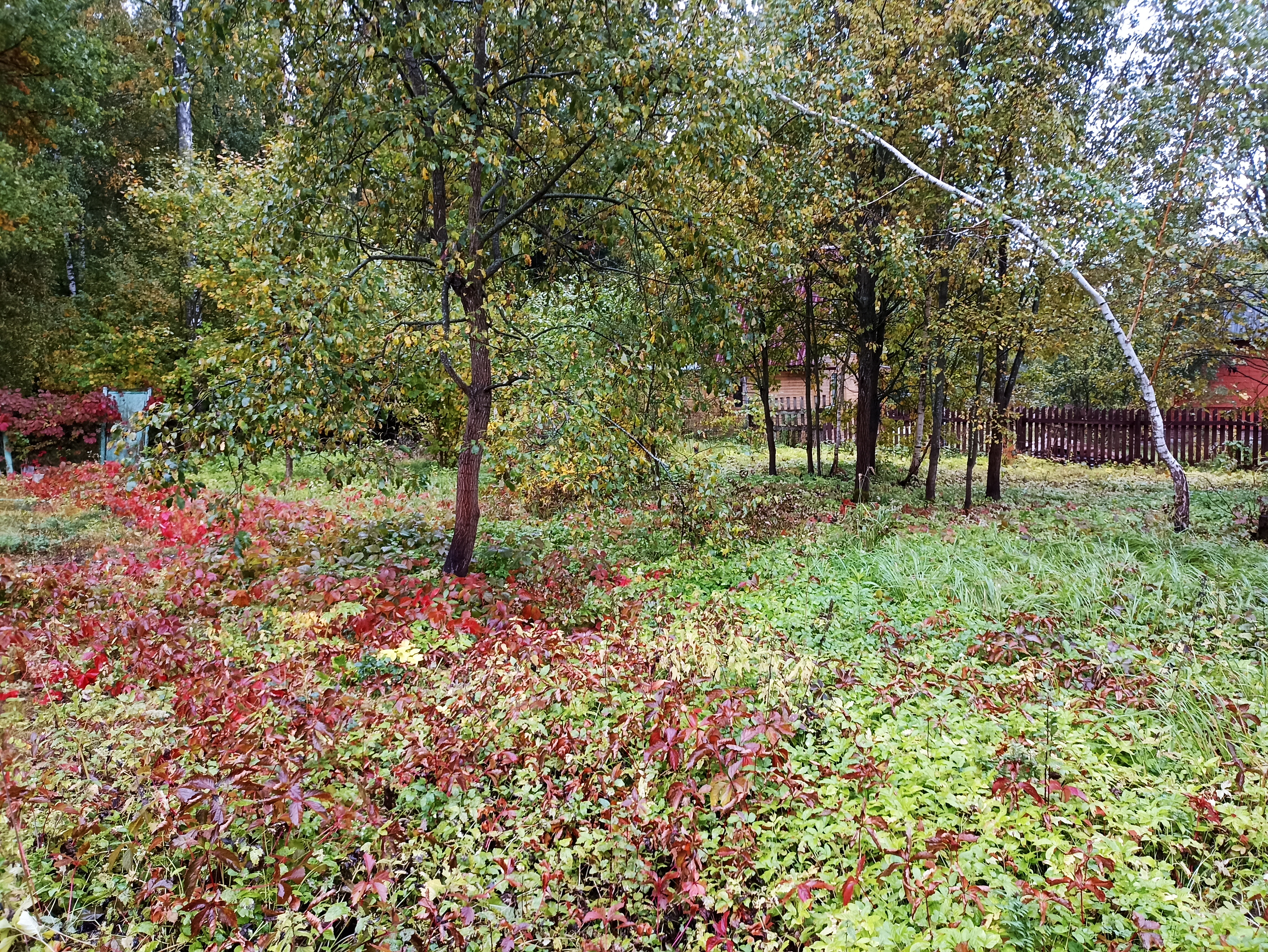 Фото Лесные поляны