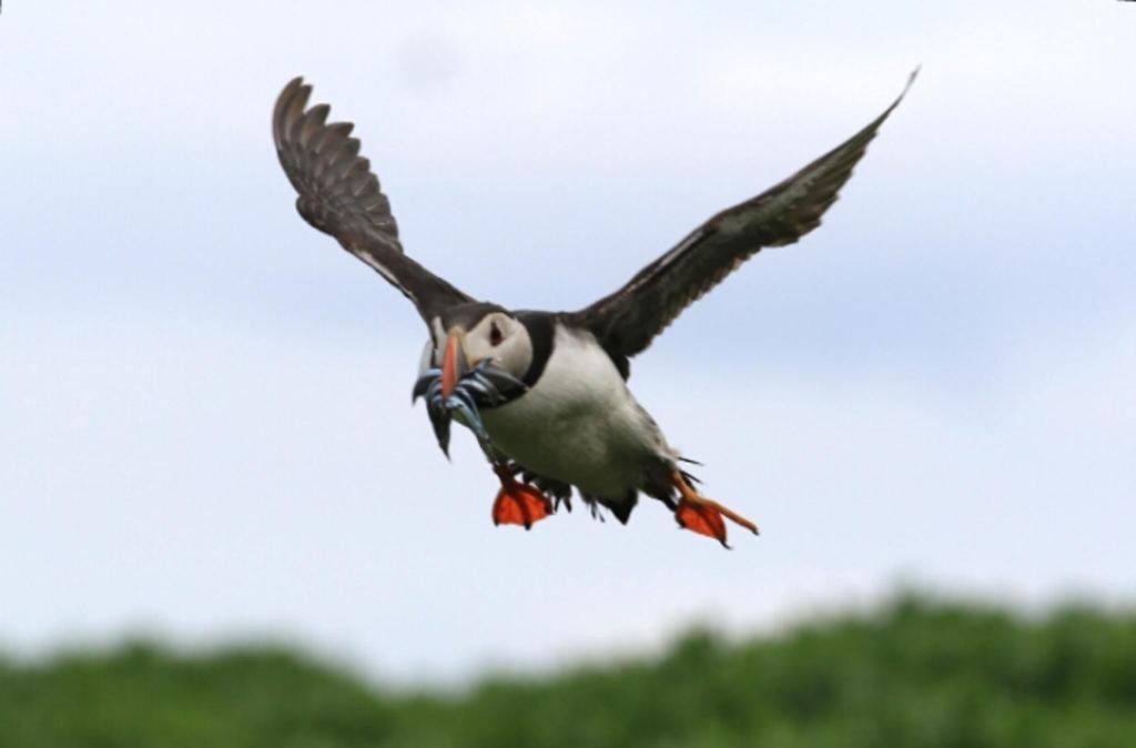 Фото St Cuthbert's House - Guest house