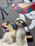 Lakki (Tazayeva street, 3), pet salon