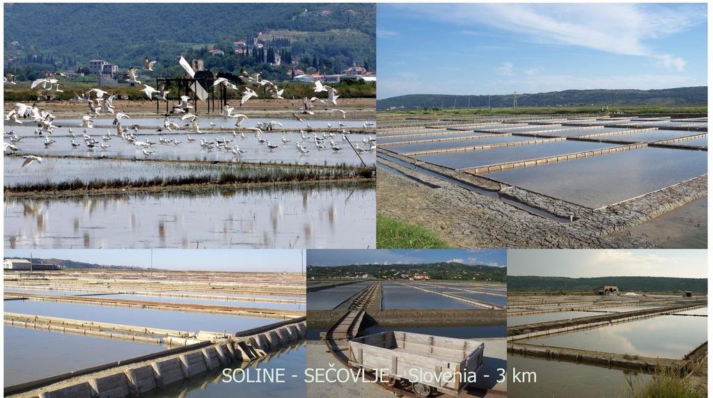 Фото Apartments Green Place