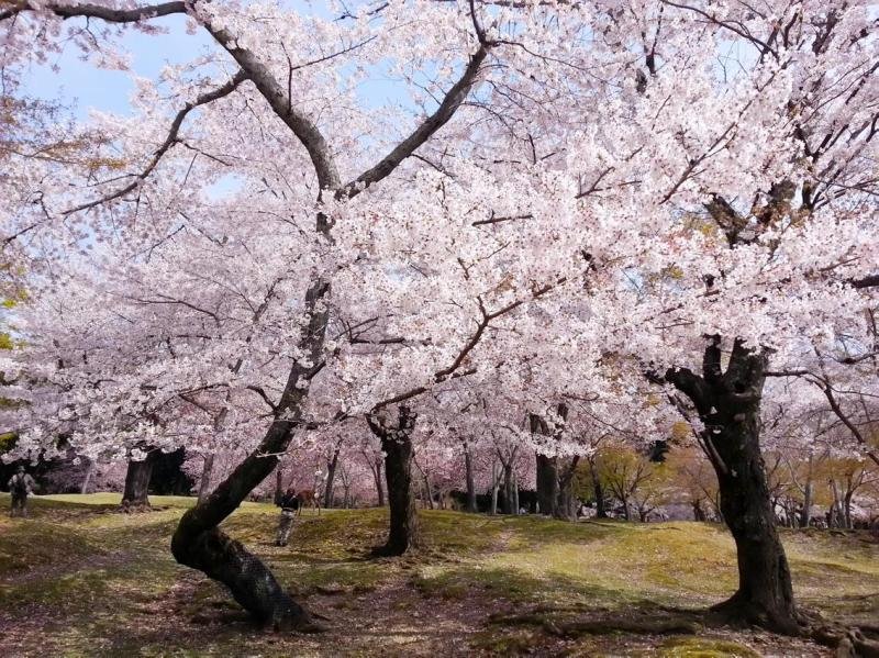 Фото Guesthouse Iki