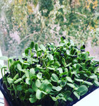 OrenGreen (Salmyshskaya street, 52/2), food delivery