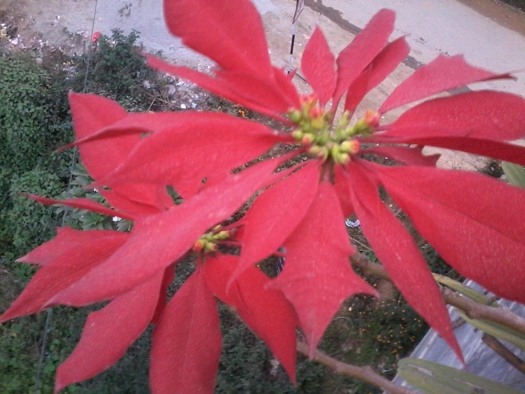 Фото Bandipur Milan Guest House