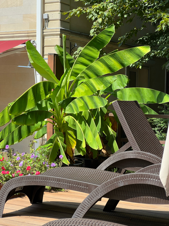 Фото Романов