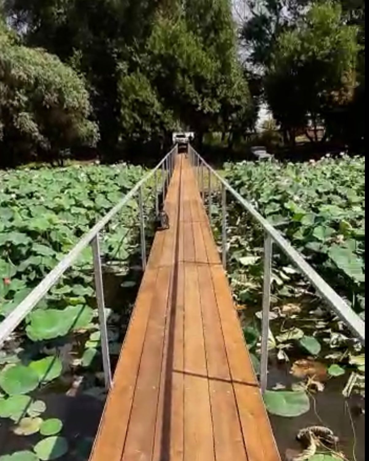 Фото Домик в Лотосах