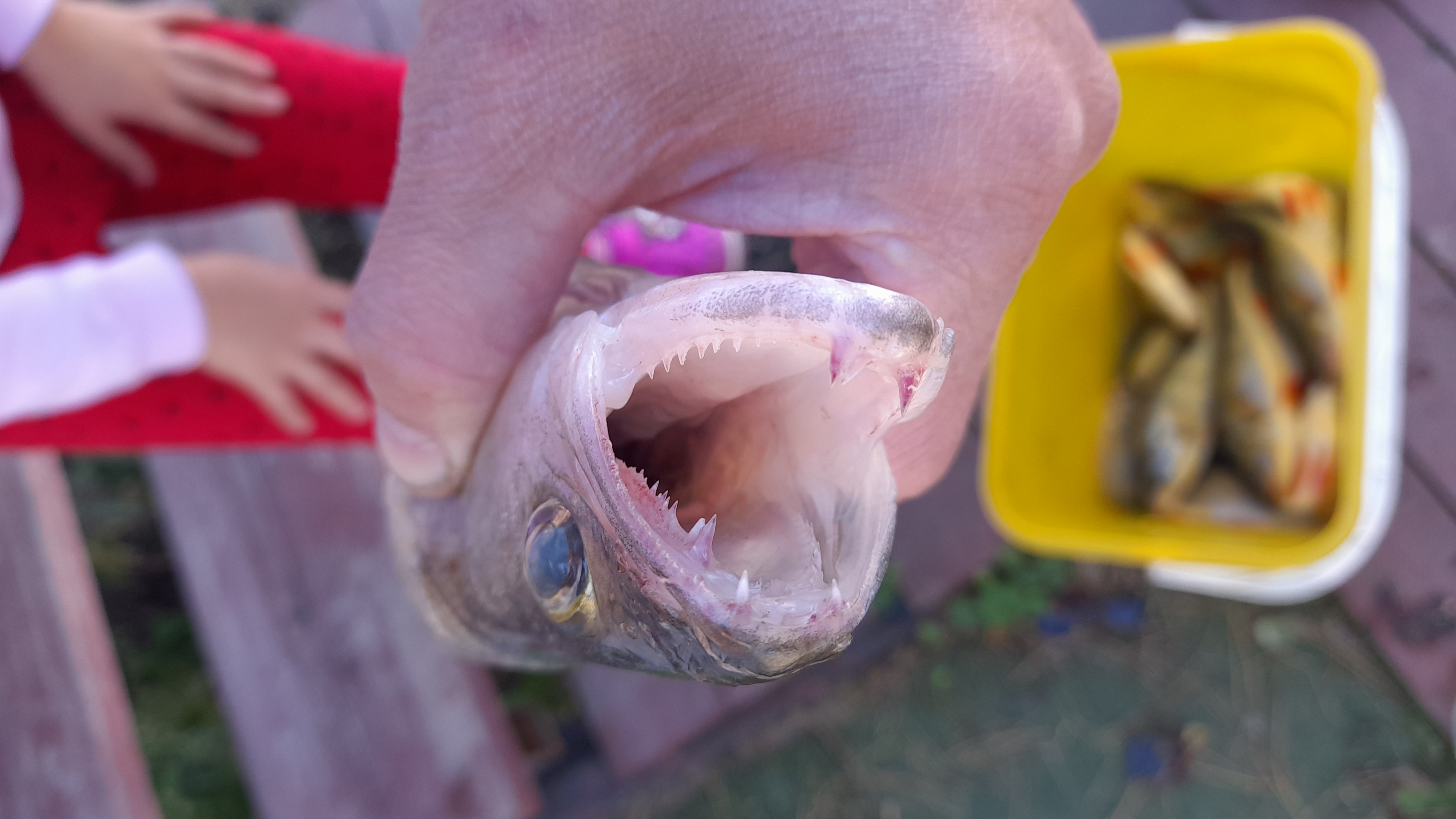 Фото Васькины Домики