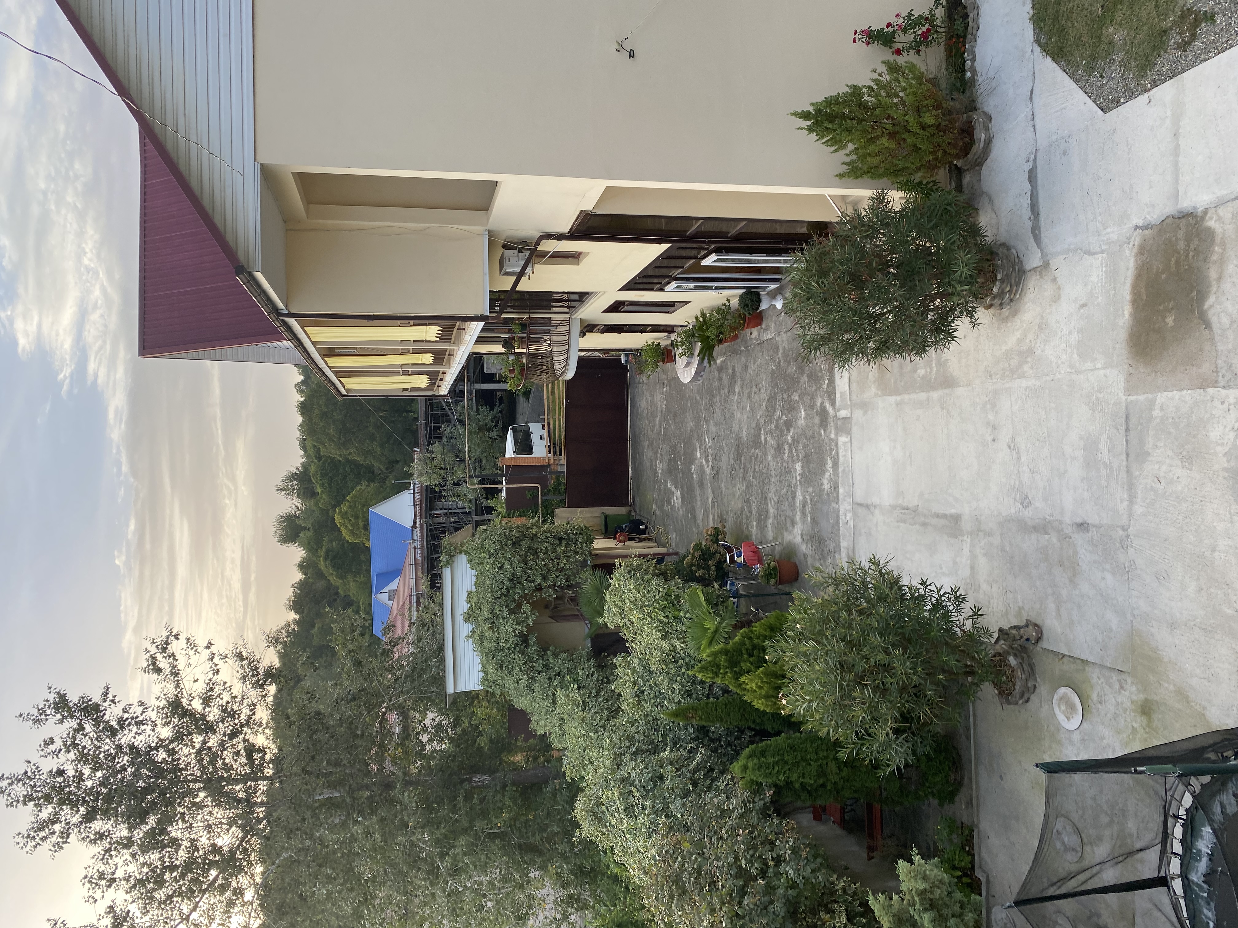 Фото Пальма