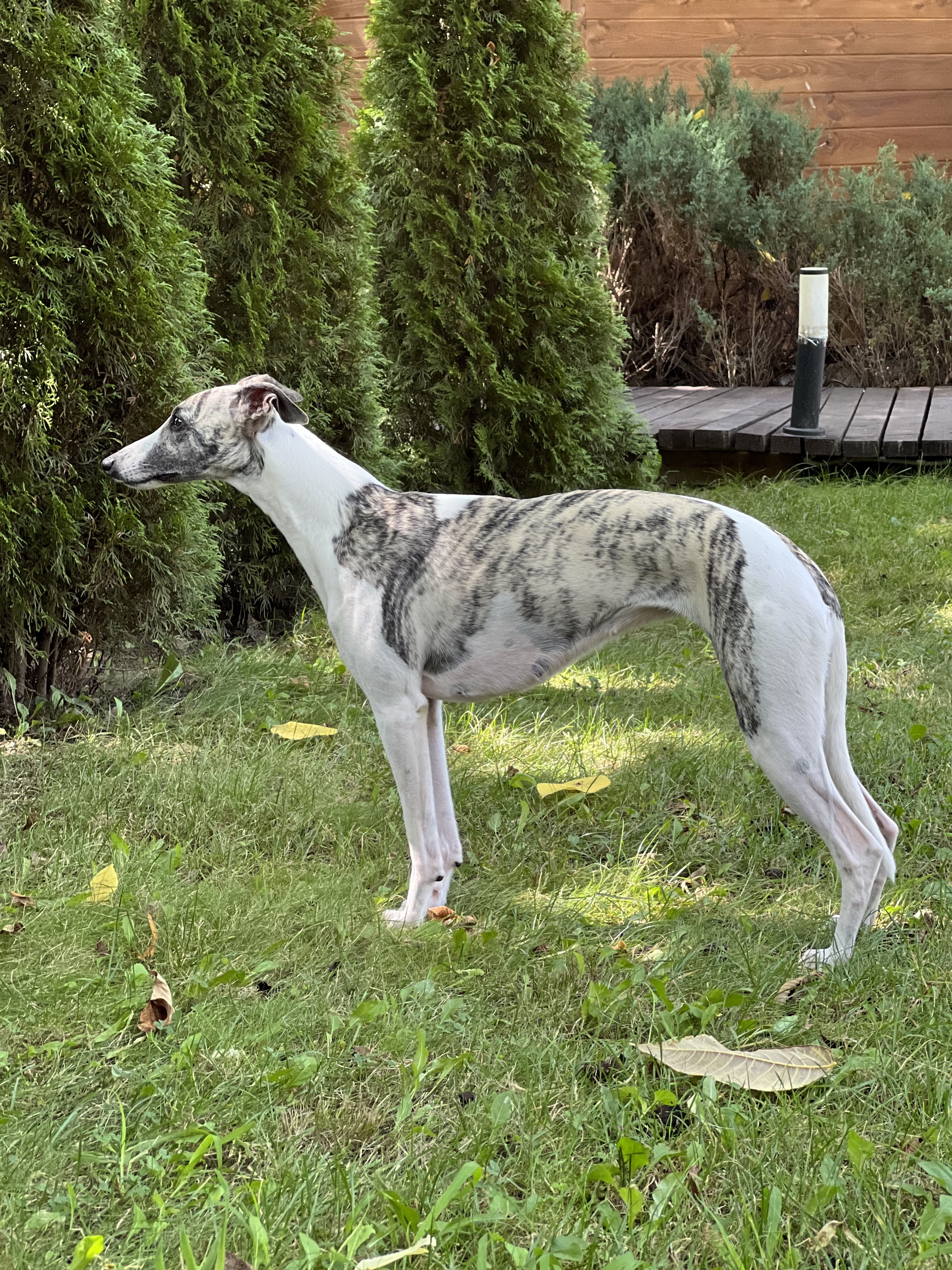 Фото Березки