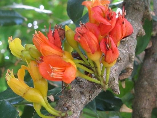 Фото Casa Do Jardim