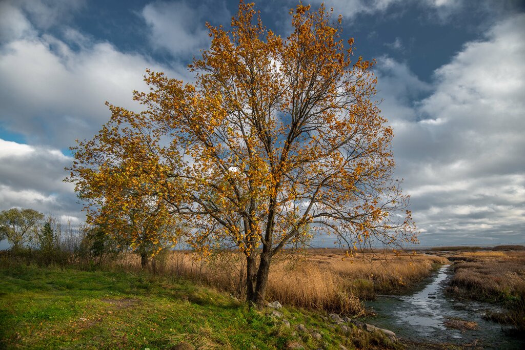 Nature reserve Государственный природный заказник Южное побережье Невской губы, кластерный участок Знаменка, Peterhof, photo