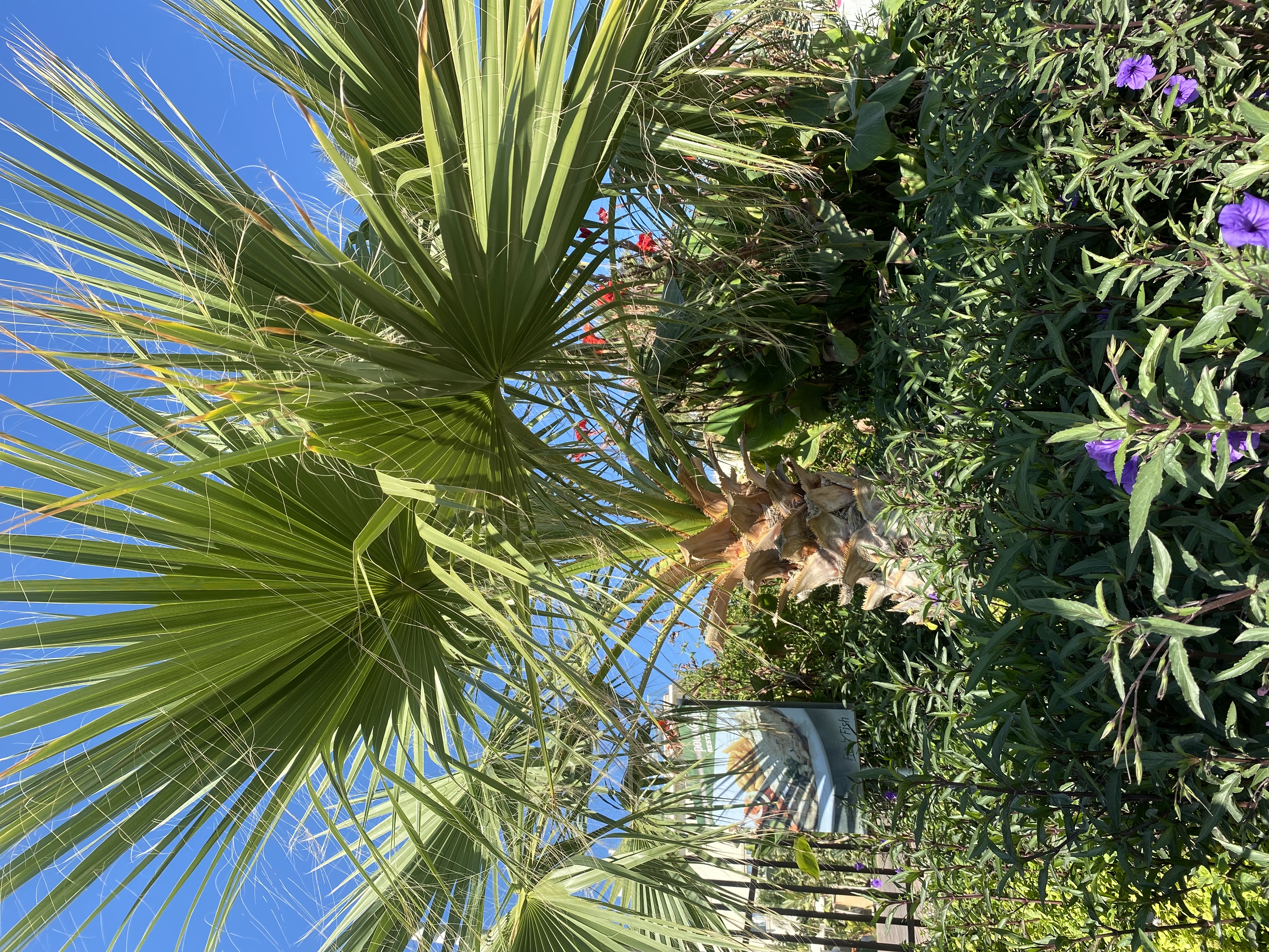 Фото Papouis Protaras Hotel