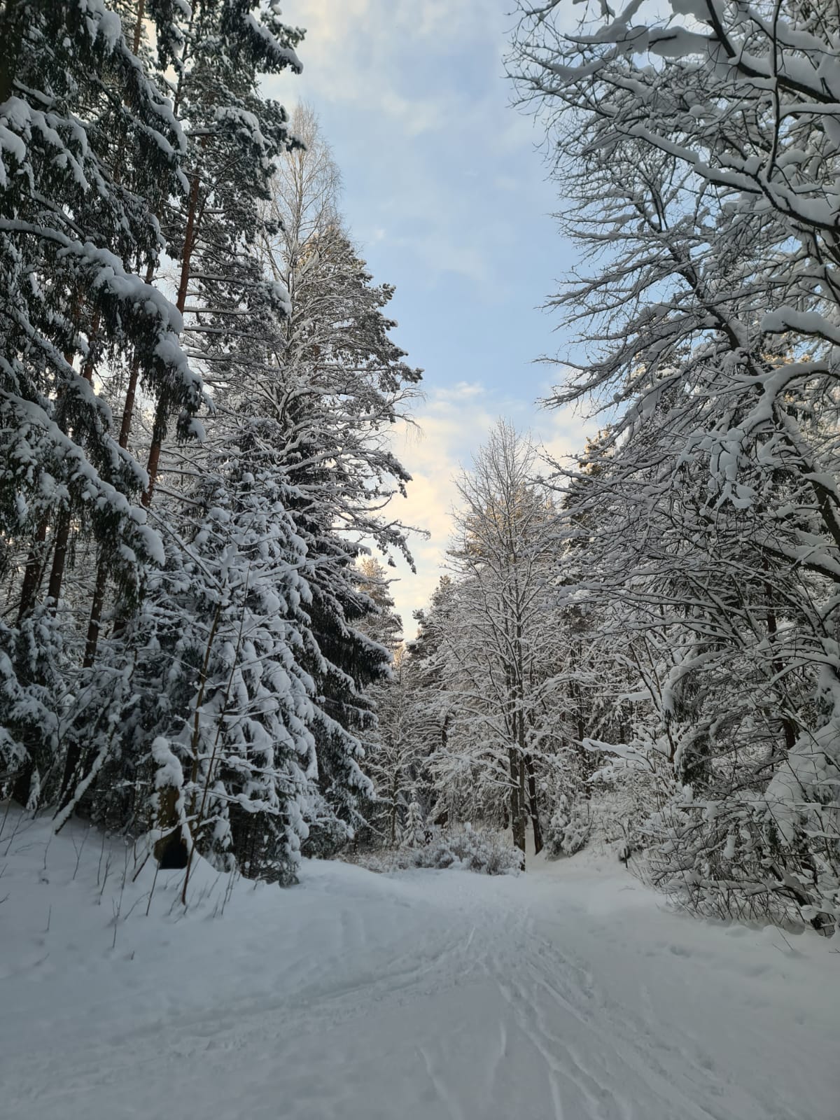 Фото Динамо