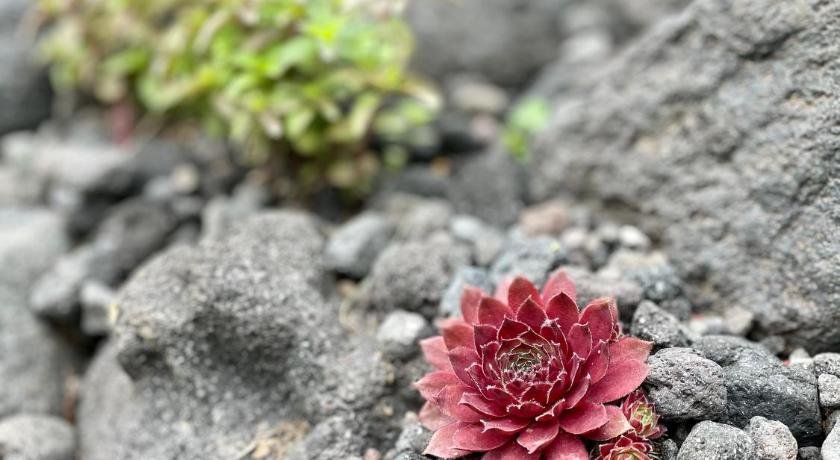 Фото Уют у Вулканов