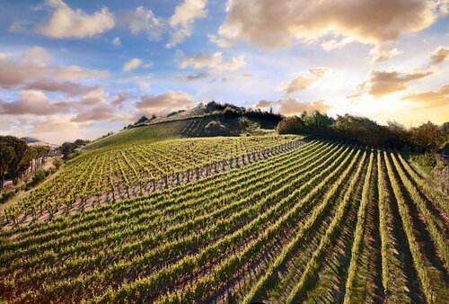 Внешний вид отеля Villa Hotel Valle Del Marta Resort в Тарквинии, фото 3