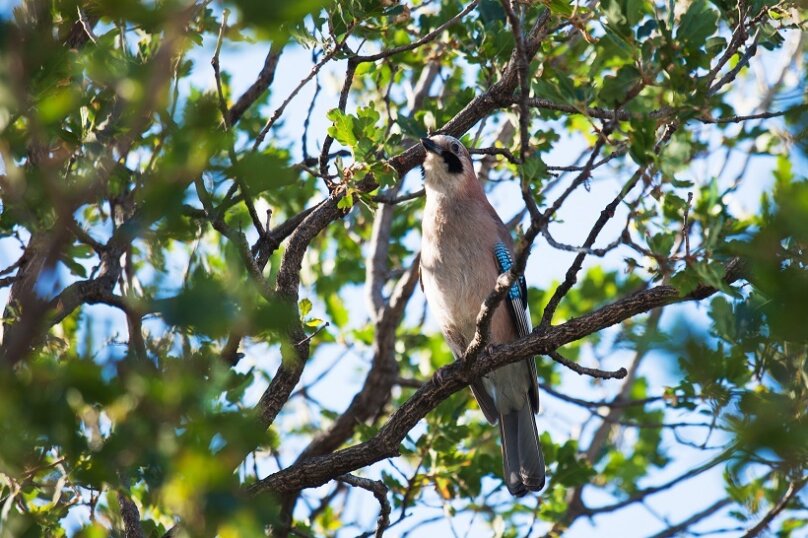 Фото Форест