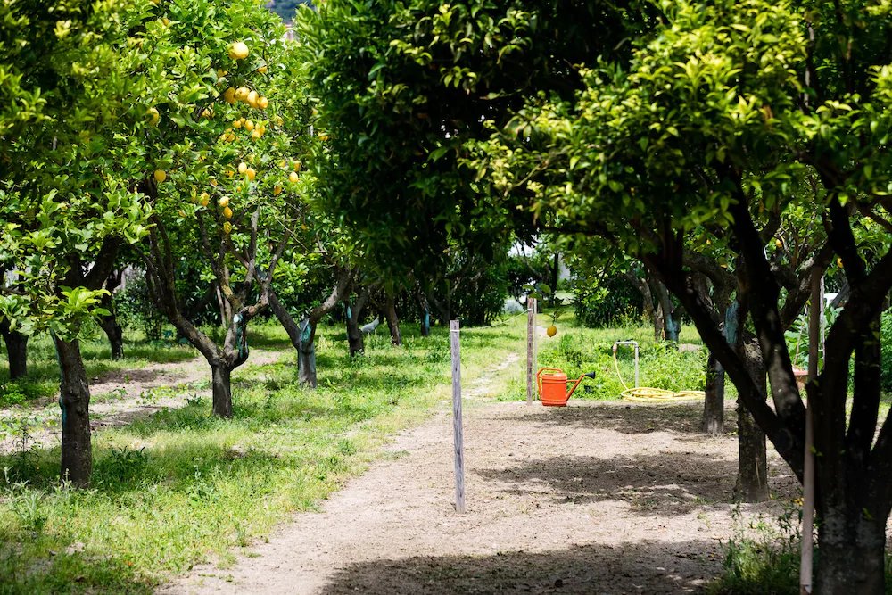 Фото Palazzo Ciannelli
