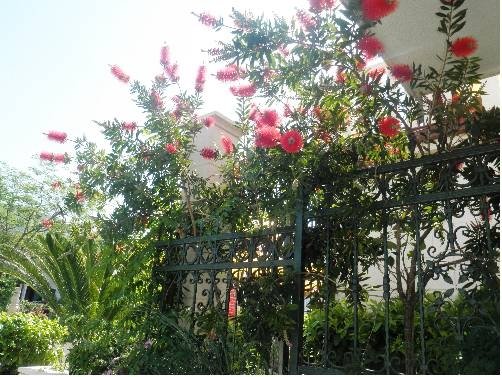 Фото Apartments Logoš Cavtat