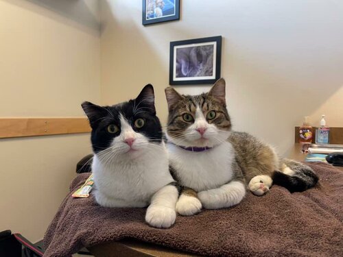 Pinnacle deals veterinary clinic