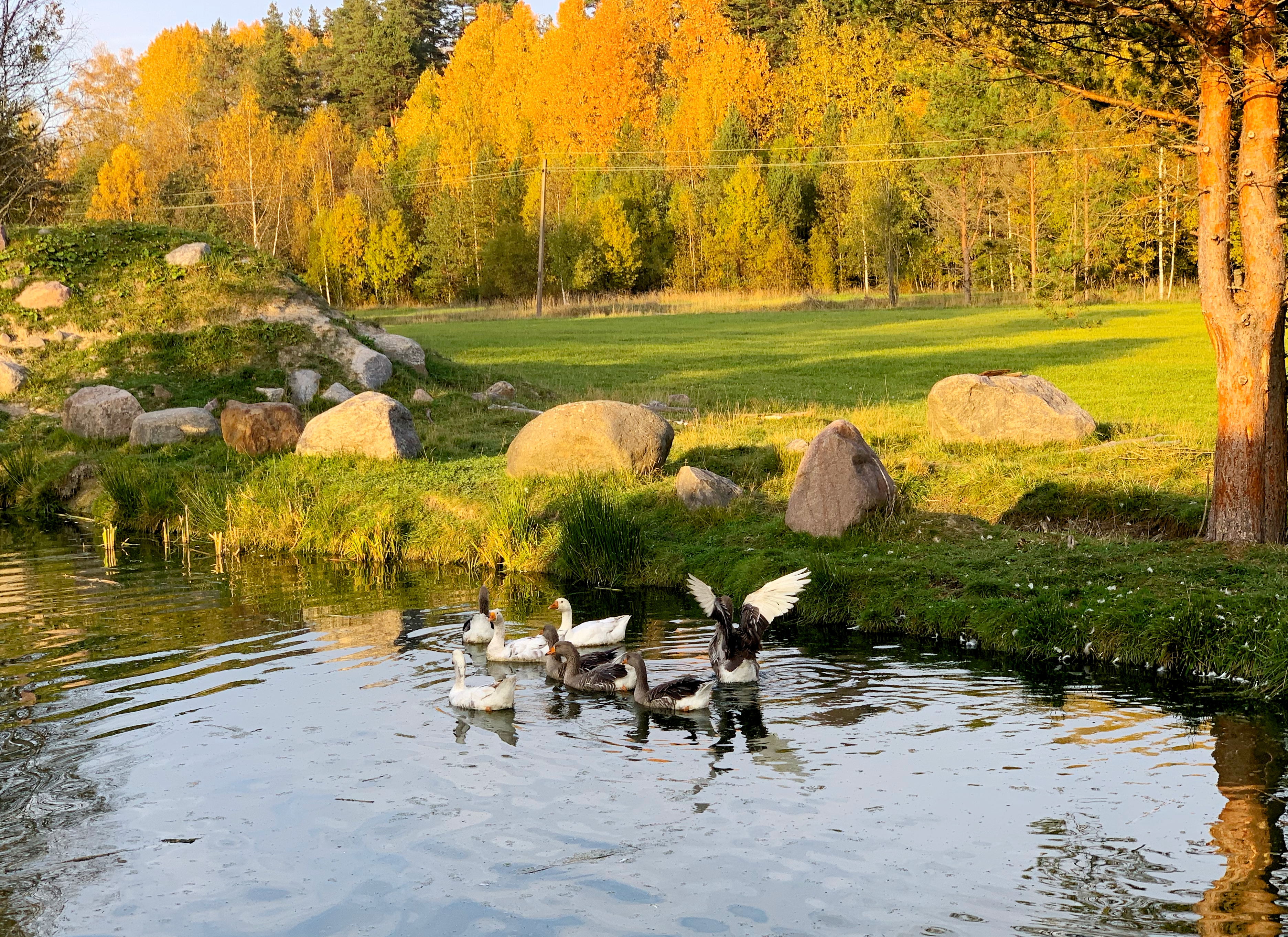 Фото Эко-хутор Ряйсяля