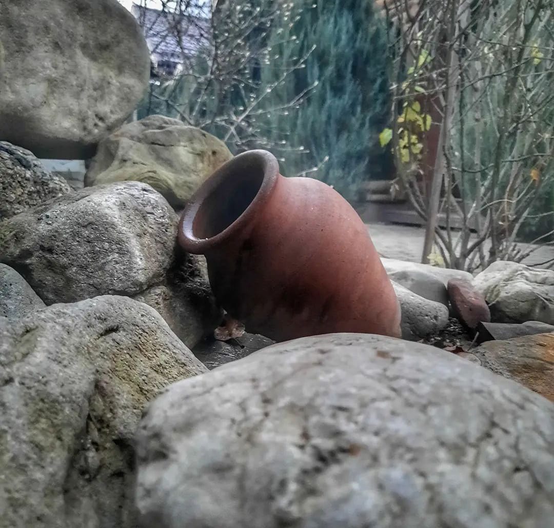 Фото Вербена