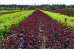 Питомник растений Лесково (Moscow Region, 46N-01987), vivero de plantas
