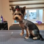 ГрумЧик Чик (Kolomenskaya ulitsa, 17Б), salón de mascota, peluquería de animales