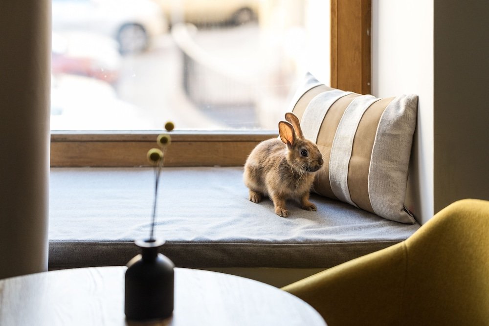 Фото The Faces Moyka