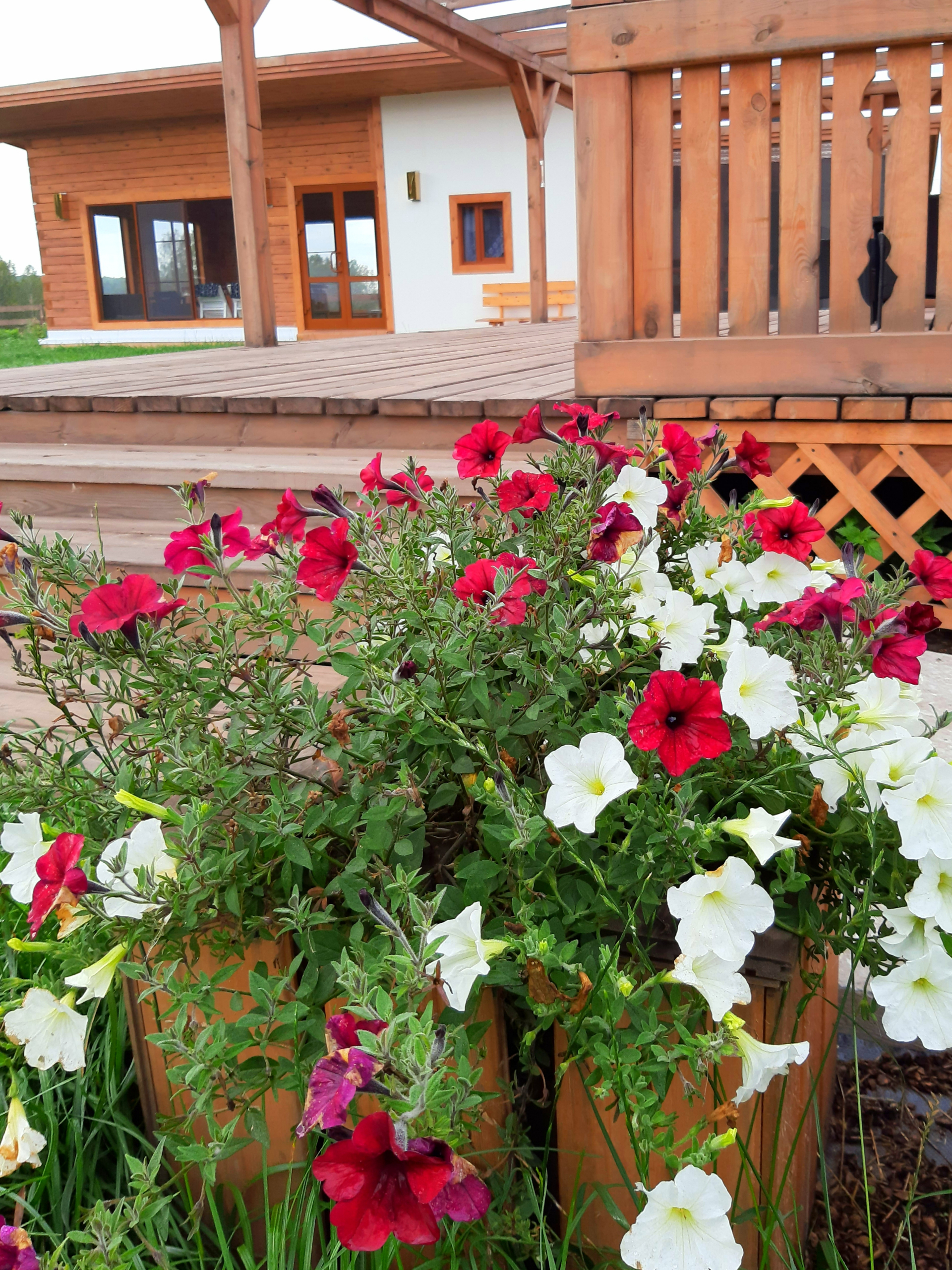 Фото Земляничная поляна