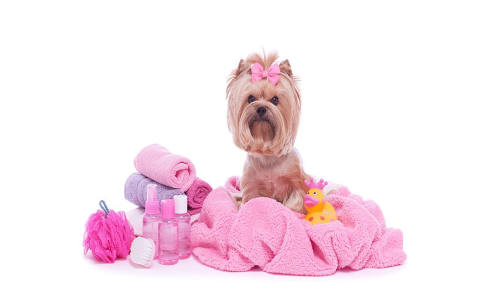 С днем грумера картинки поздравления