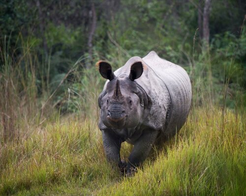 Гостиница Tigertops Karnali Lodge в Бхери