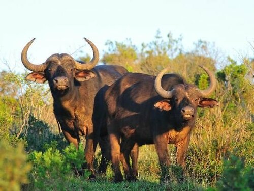 Гостиница Kariega Game Reserve Settlers Drift