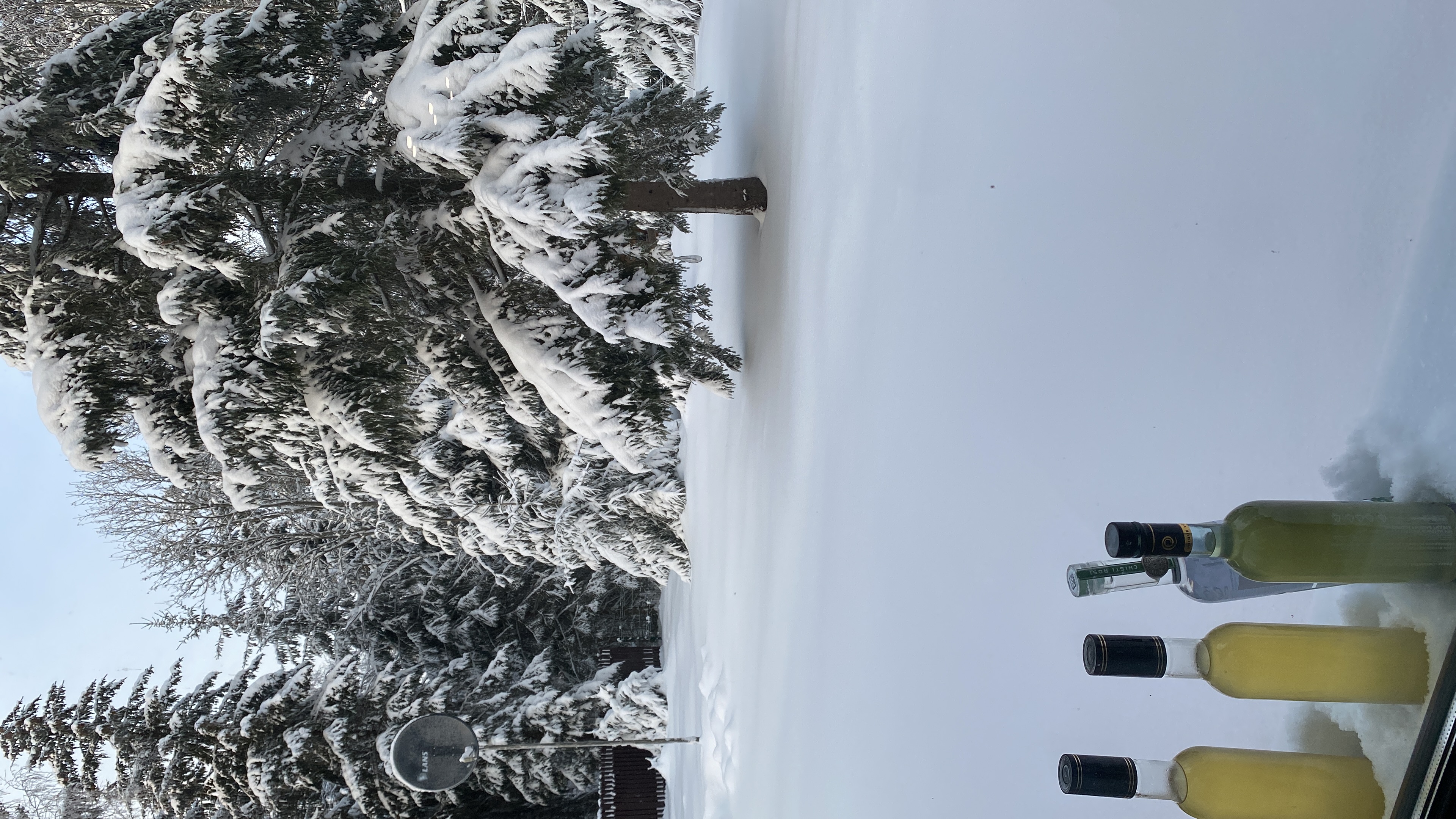 Фото Green Forest