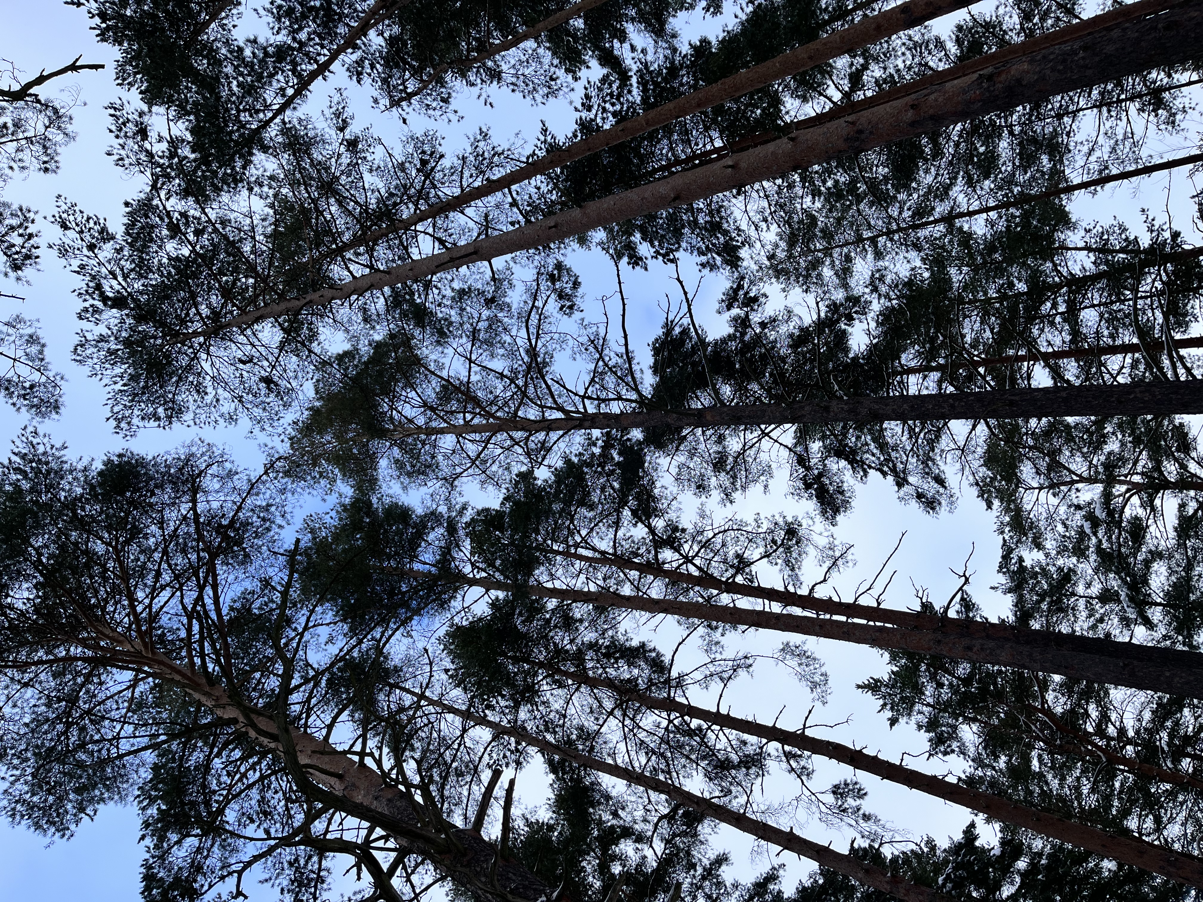 Фото Брусника