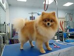 The dog's smile (Engelsa Avenue, 134к3), pet salon