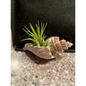 Oasis Hair & Nail Salon (Pennsylvania, Lebanon County, Lebanon), beauty salon