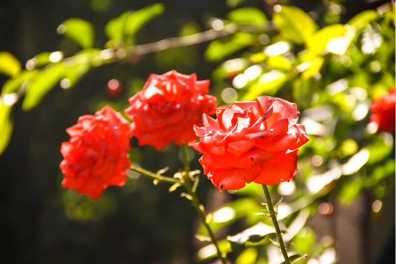 Фото Домашний уют