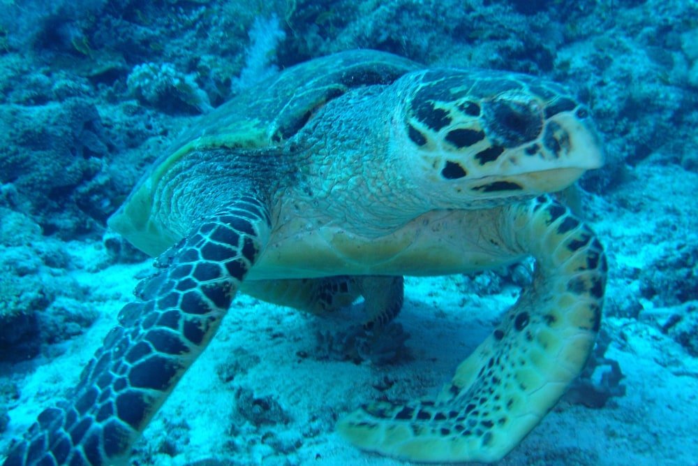 Фото Гостевой дом Blue Wave Maldives