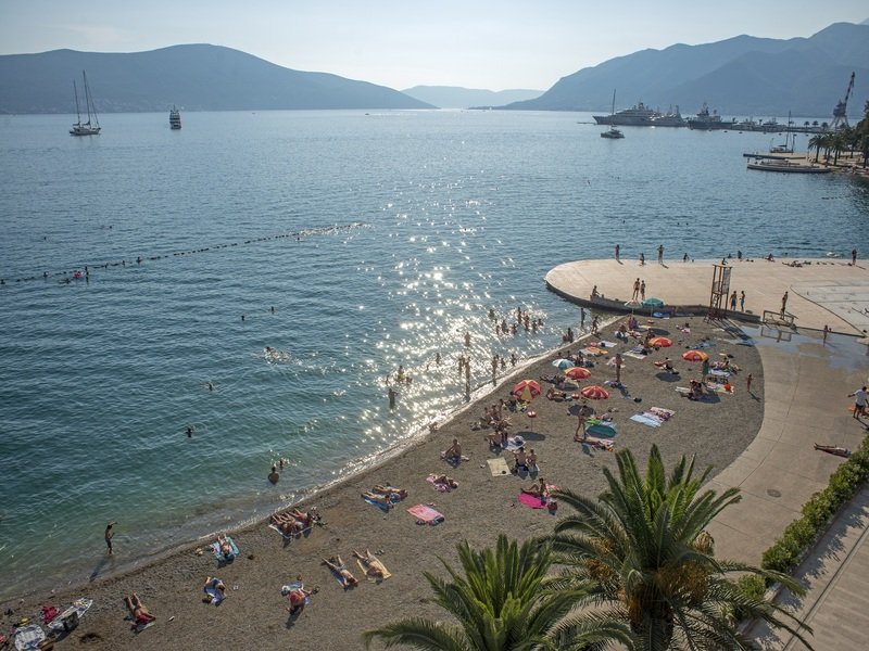 Фото Пальма