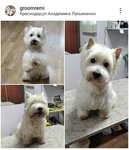 Groom Remi (Academician Lukyanenko Street, 26/1), pet salon
