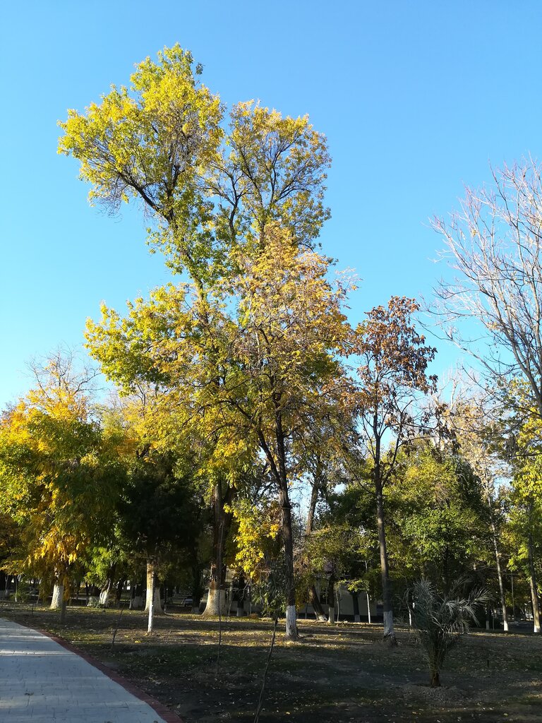 Madaniyat va istirohat bog‘i Seul bogʻi, Toshkent, foto